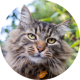 A cat wearing a collar with a fish tag, sitting gracefully and looking curiously at the camera.