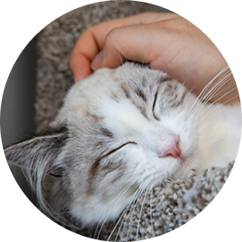 A cat enjoys it’s head being scratched, symbolizing warmth and the bond between pet and owner.