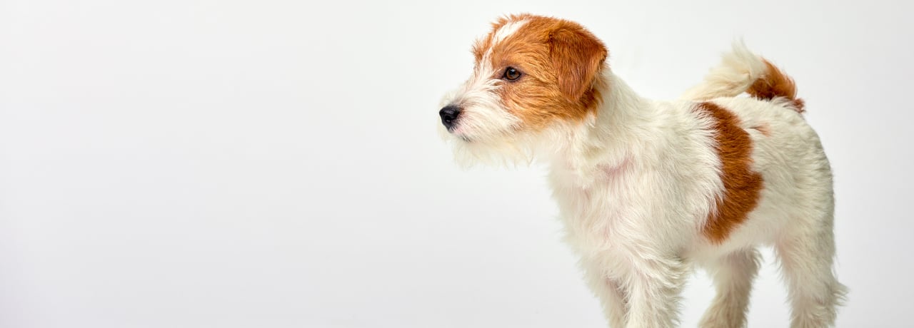 Small white and tan scruffy terrier dog on white background